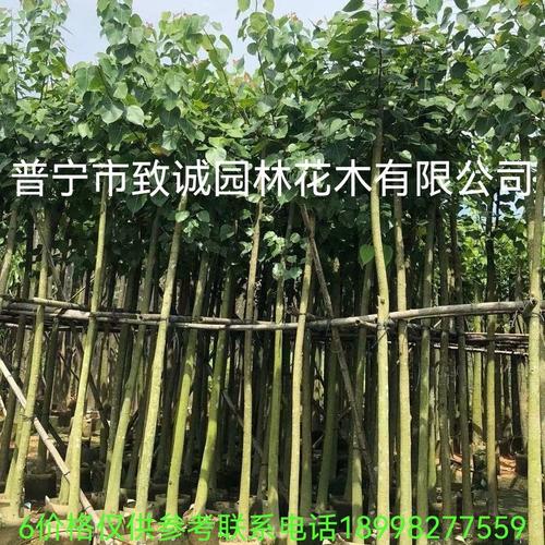 诚园林种植基地相似店铺>进入本店铺>厂房面积:3000加工方式:经营模式