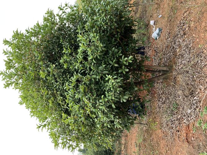 产品供应-咸宁万桂桂花苗木种植专业合作社出售桂花树,香樟,栾树,朴树