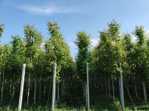 新苗商山东苗木考察团来青岛抬头园林参观考察