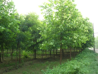 白蜡树木栽植特殊立地环境