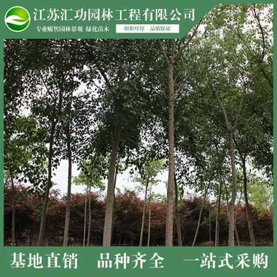 优质丝棉木 基地种植 直营批发 优质园林绿化树木