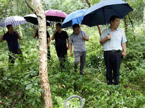 省林木种苗管理站到抚松调研良种基地建设工作