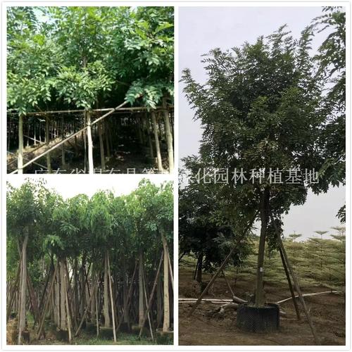 【腊肠 腊肠树 园林 苗木供应|广东省揭东县箐桦绿化园林种植基地商铺