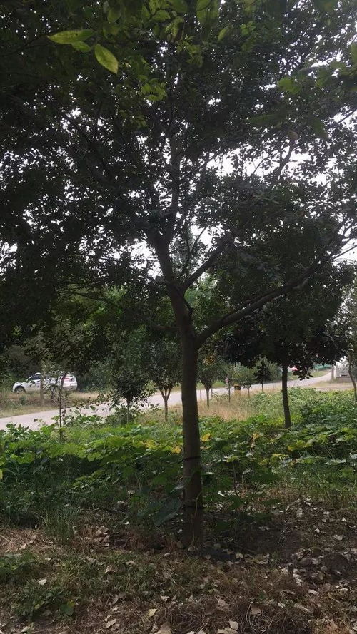 恭喜安吉其龙苗木种植场入驻苗木通 陈其龙 助人方能达己,互利方可共赢