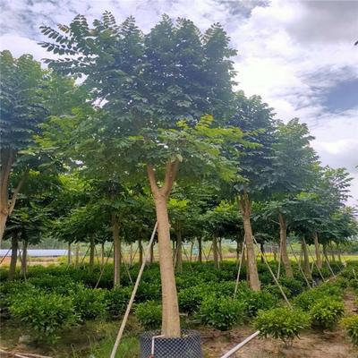 福建火焰木 澳洲火焰木自产自销 火焰木20公分