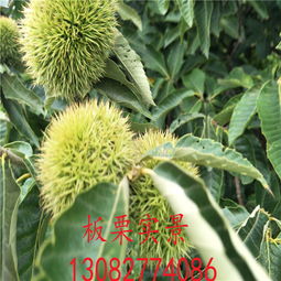 绍兴