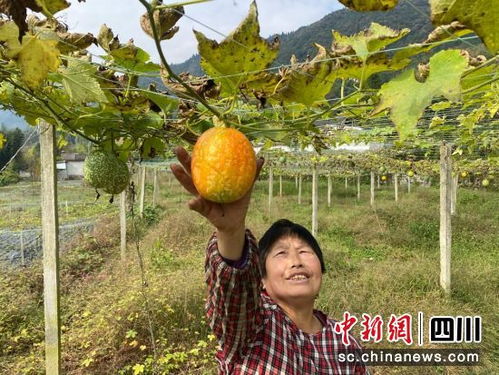 长兴吊瓜在汶川试种成功 结出 共富果