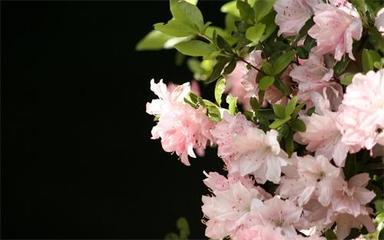 佛山脆皮鸡批发市场在哪里