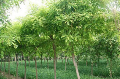 湖边适合种植什么树?