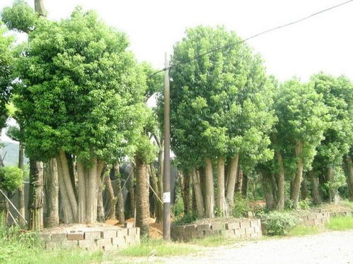 大香樟园批发苗木种植技术