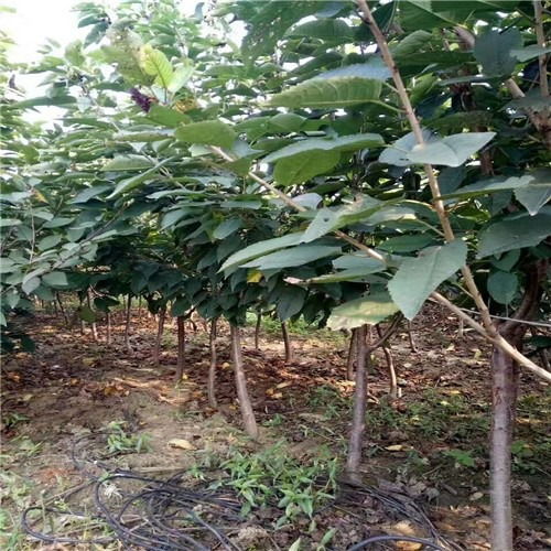 大樱桃树苗4公分吉塞拉矮化樱桃树价格