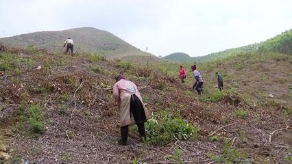 翁城镇深入推进桉树退改工作