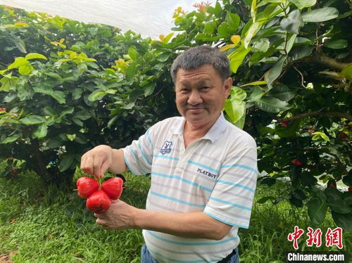莲雾大王 扎根海南20余年 大陆市场让莲雾成为最有发展前景的水果