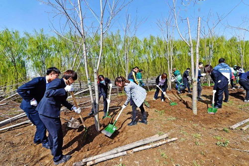 为家乡添新绿 为城市上新妆