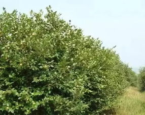有一种树木,它的全身都是宝,而且用途极其的广,你知道是什么
