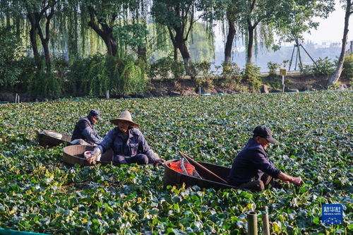 浙江嘉兴 金秋南湖采菱忙