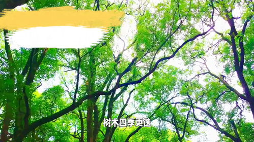 树木教会我们另一种态度