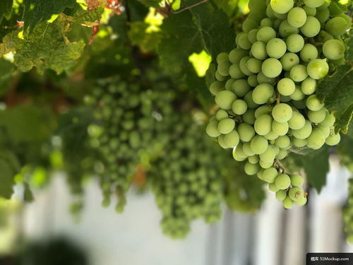 水果 葡萄 植物 食品 calle cuevita 美食摄影图片