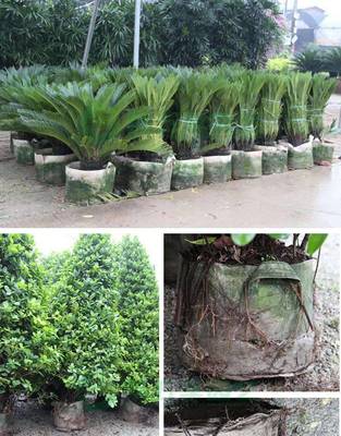 河南树苗植树袋 花卉美植袋 种植袋 无纺布种植袋加厚 白色无纺布