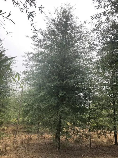恭喜汇恒景观园林入驻苗木通 江苏仲宁 打造彩叶苗木精品种植园