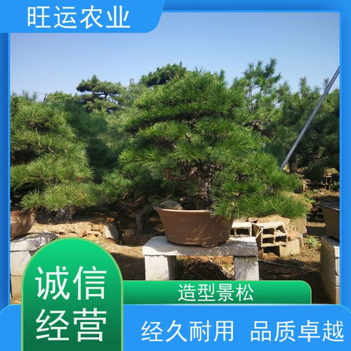 种植松树 油松现挖成活率高 庭院别墅观赏造型景松基地直发 中森苗木