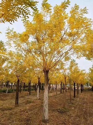 五年内什么树会值钱