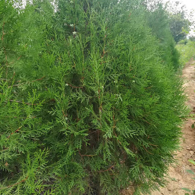 侧柏绿篱价格 侧柏小苗批发 侧柏种植基地