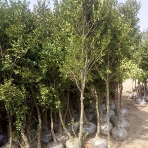 【盆景树桩瓜子图片】近期374组盆景树桩瓜子图片合集